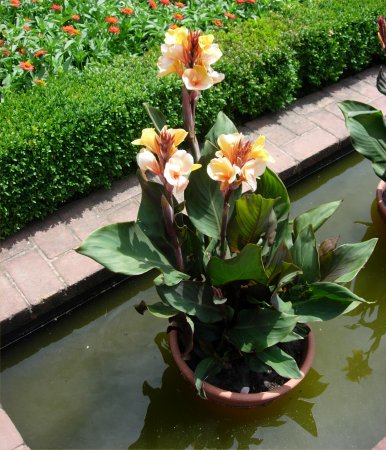 [ WaterGarden1 ]