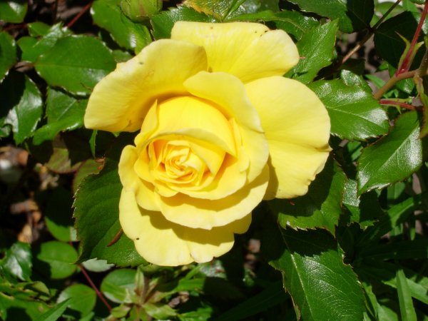 [ YellowRose ]