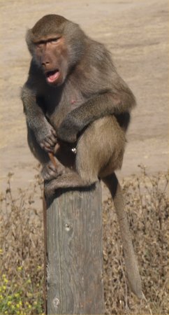 [ baboon1 ]