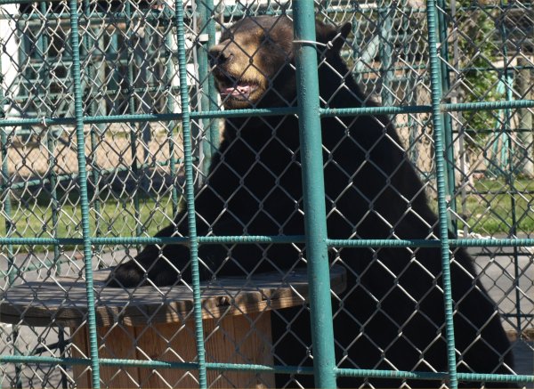 [ bear ]