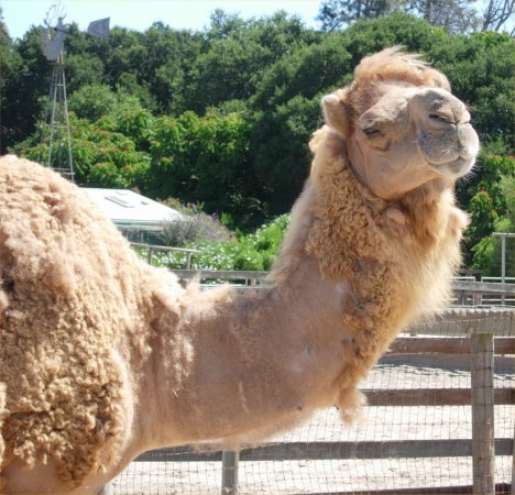 [ camel ]