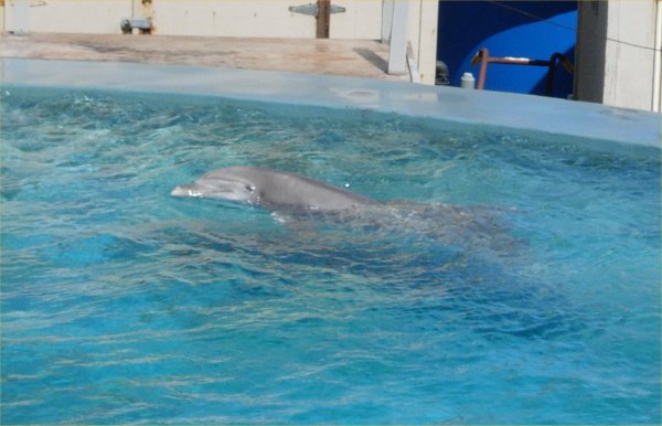 [ dolphin ]