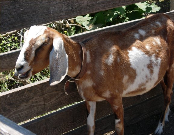 [ goat ]