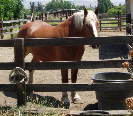 [ horse ]