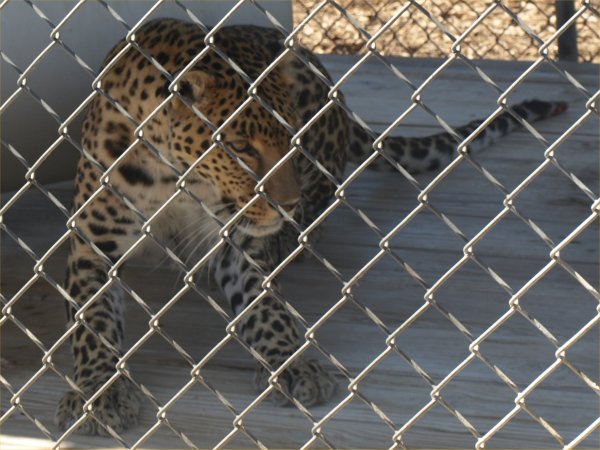 [ leopard1 ]