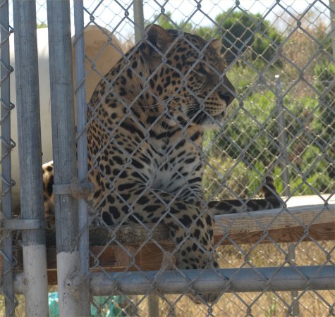 [ leopard2 ]