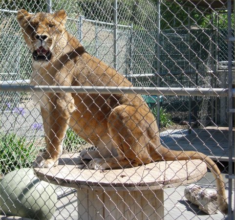 [ lioness ]
