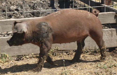 [ pig ]