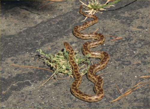[ snake ]