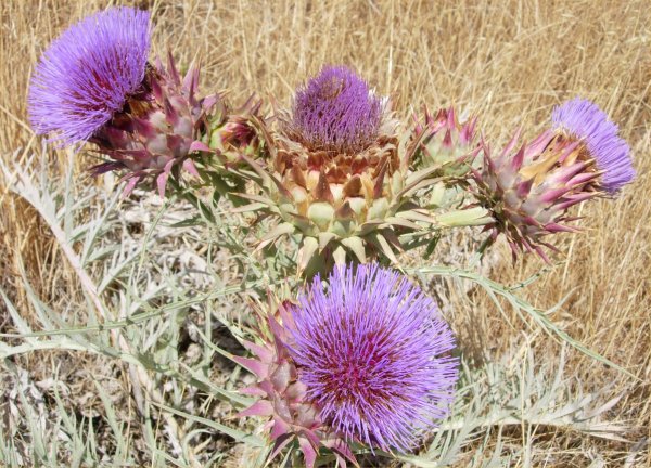 [ thistle1 ]