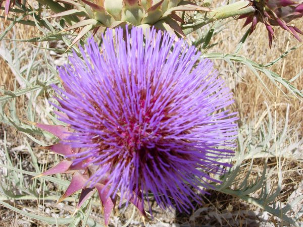[ thistle2 ]
