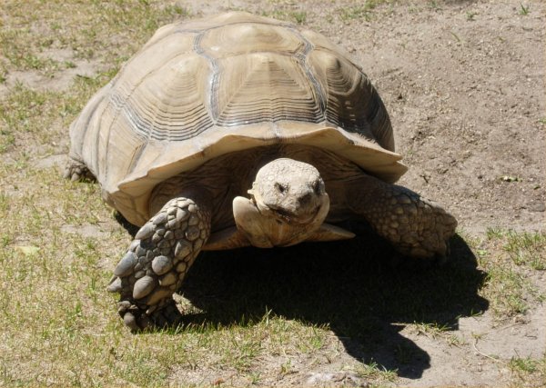 [ tortoise ]