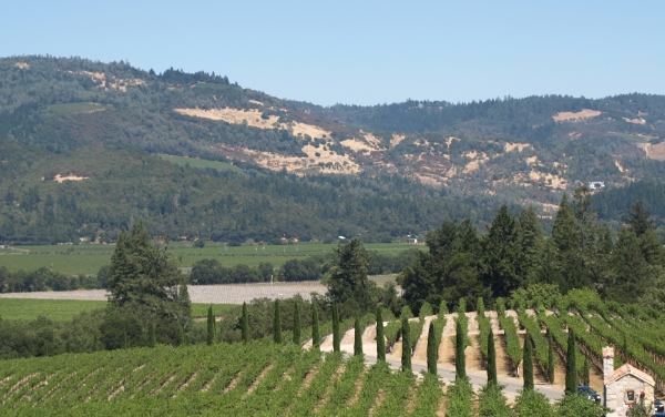 [ vineyards ]
