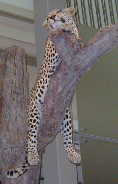[ leopard ]