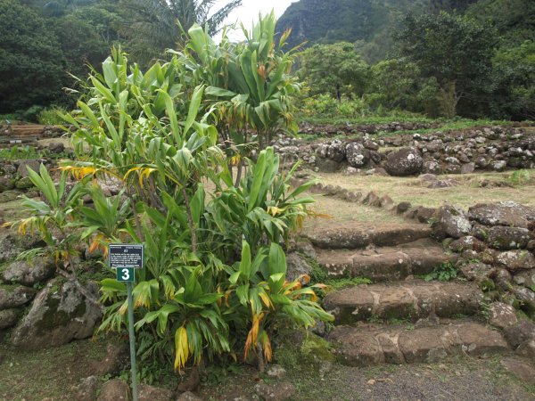 [ ti at Limahuli Gardens ]