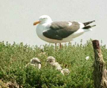 [ Gull Chicks ]