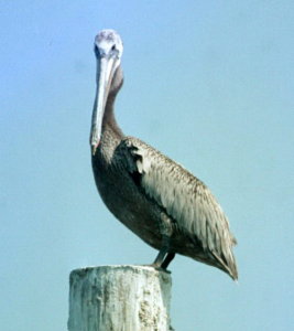 [ Brown Pelican ]