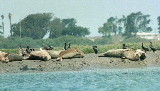[ Seal Beach ]