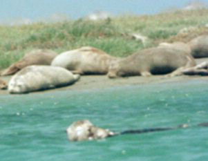 [ Sea Otter ]