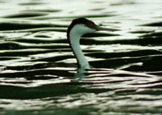 [ Western Grebe ]