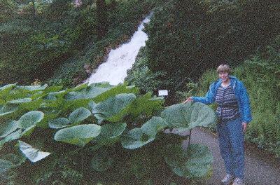 [ Ginger by Big Leaves  ]