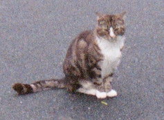 [ Yet Another Cat ]