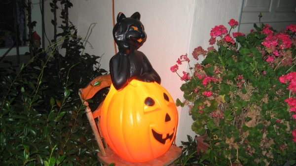  [ Pumpkin Cat ]